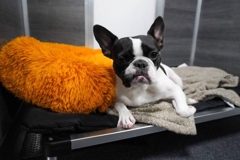 French bulldog relaxing on an elevated bed in a lodging suite