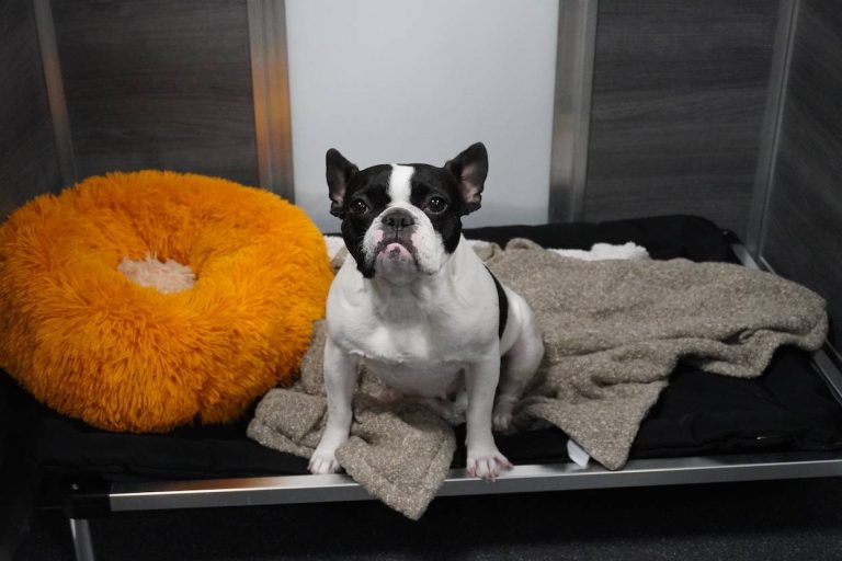 French bulldog resting in a lodging suite