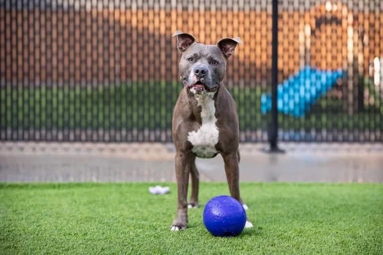 Pit bull mix with a ball in the outdoor play yard