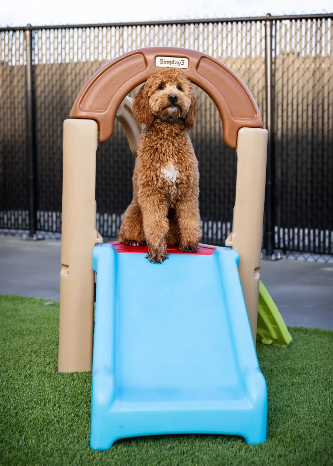 Doodle sitting on a playground arch in the outdoor play yard
