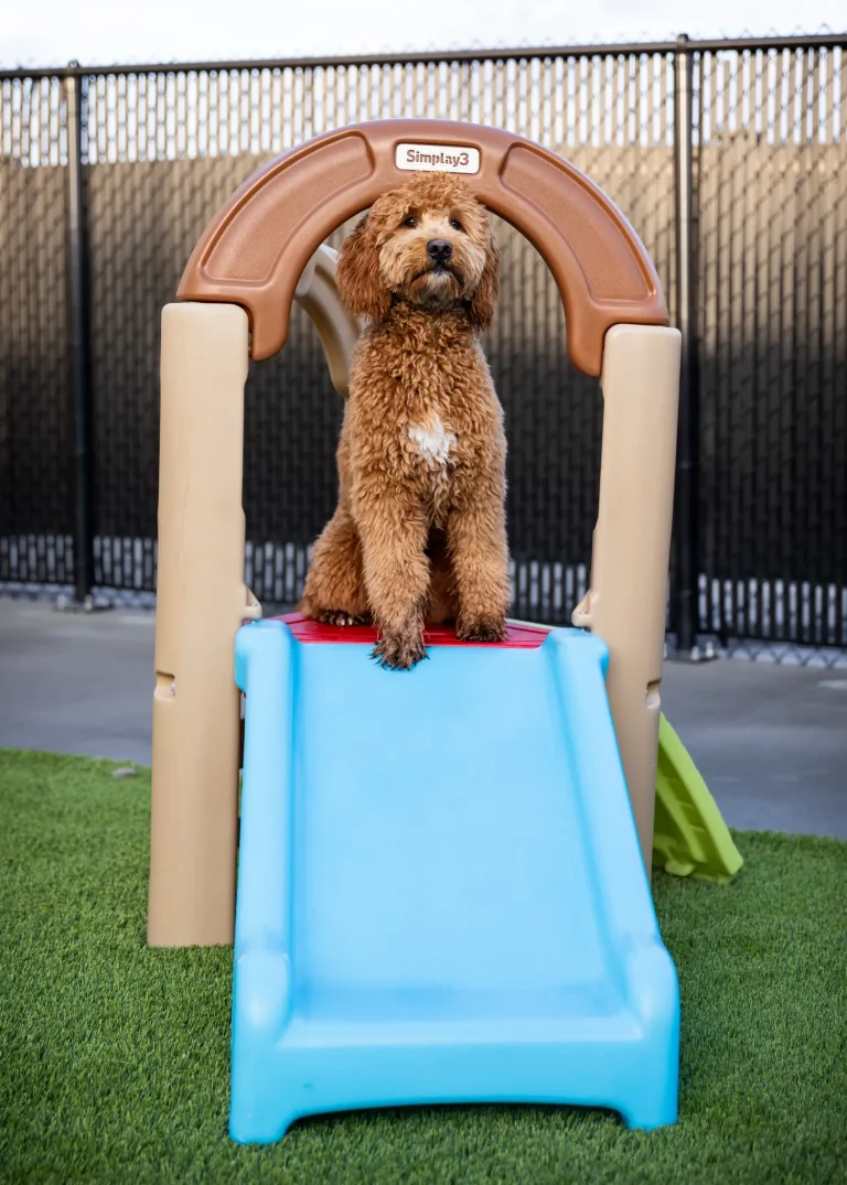 Doodle sitting under the play arch in the daycare yard