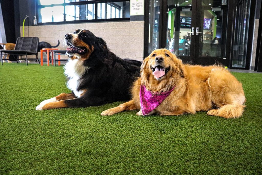 Bernese mountain dog and golden retriever lying on the turf in the indoor play yard