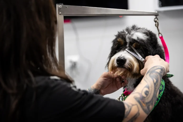 Groomer brushing a Bernedoodle on the grooming table