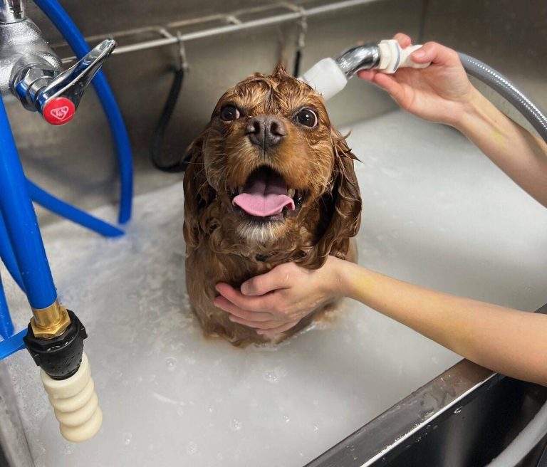 Soapy dog enjoying a bath