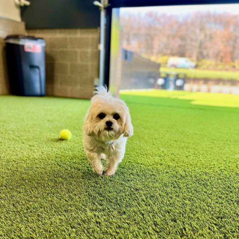 Small fluffy dog trotting across the indoor turf