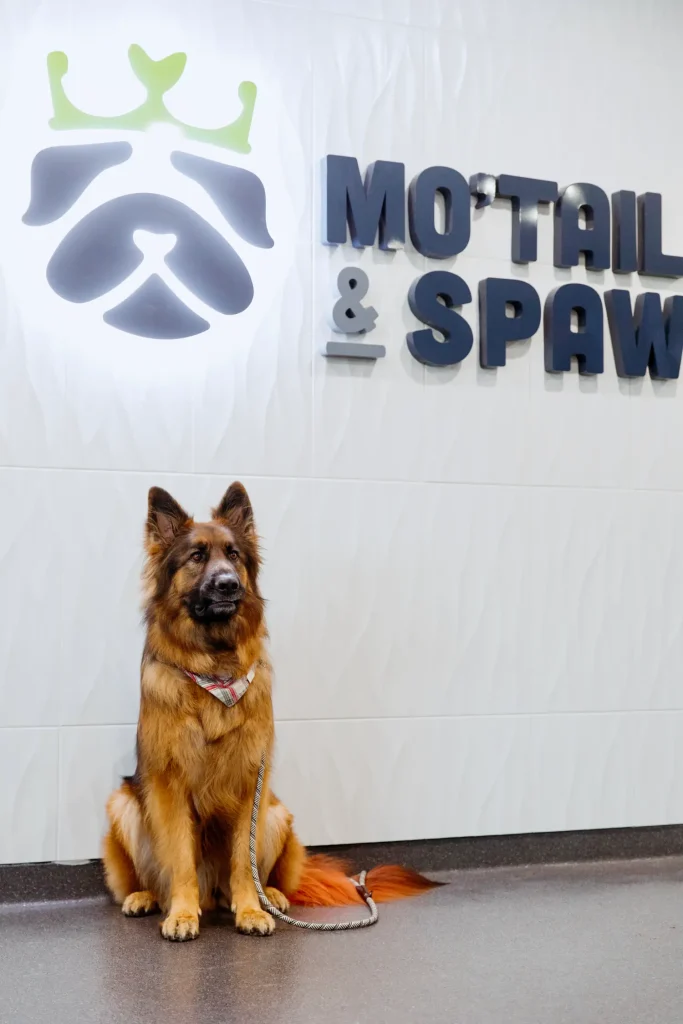 German shepherd sitting in front of the Mo'Tail & Spaw logo wall