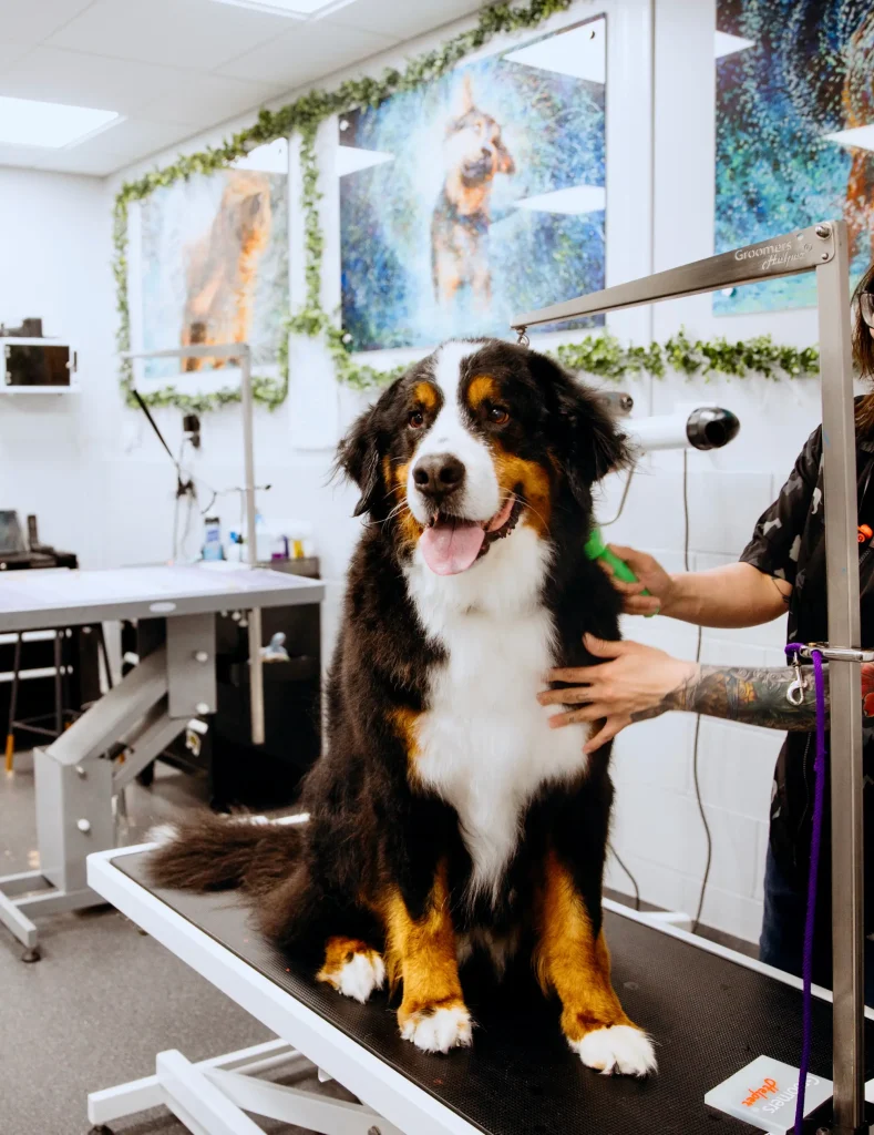 Bernese mountain dog on the grooming table