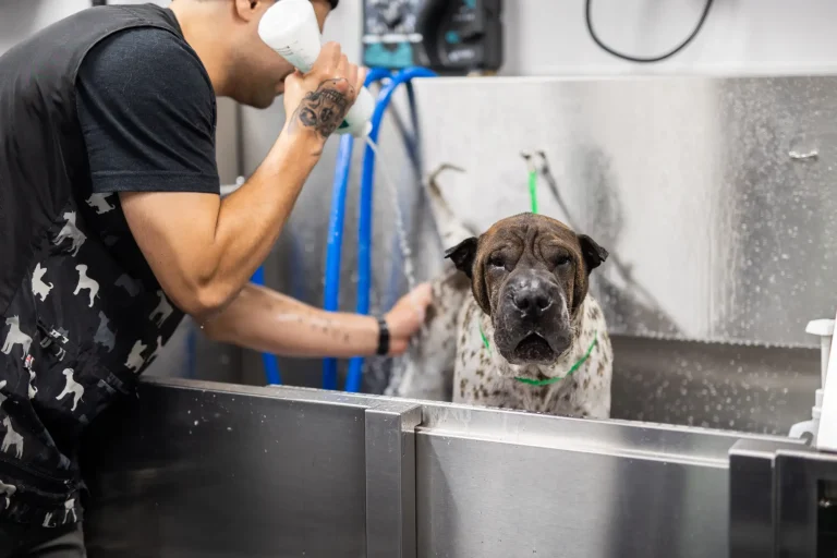 Groomer bathing a smiling shar-pei mix in the grooming tub